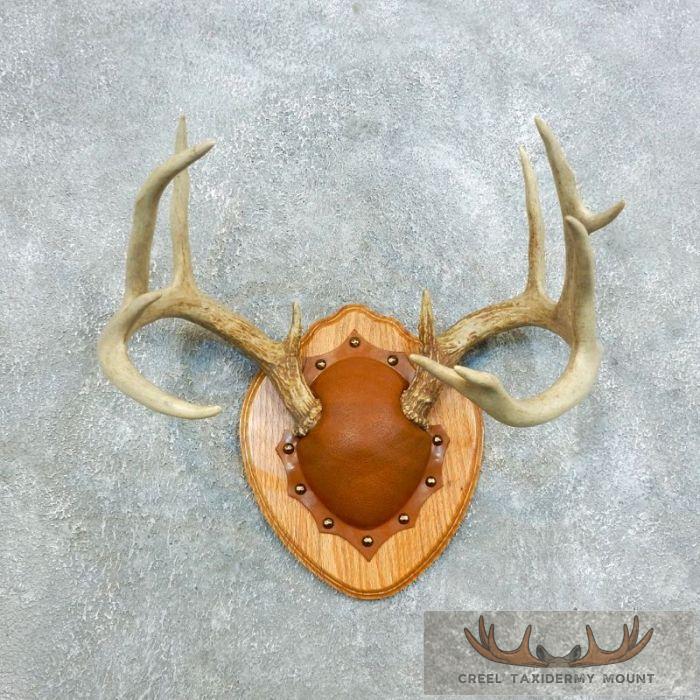 Whitetail Deer Antler Plaque Taxidermy Mount For Sale