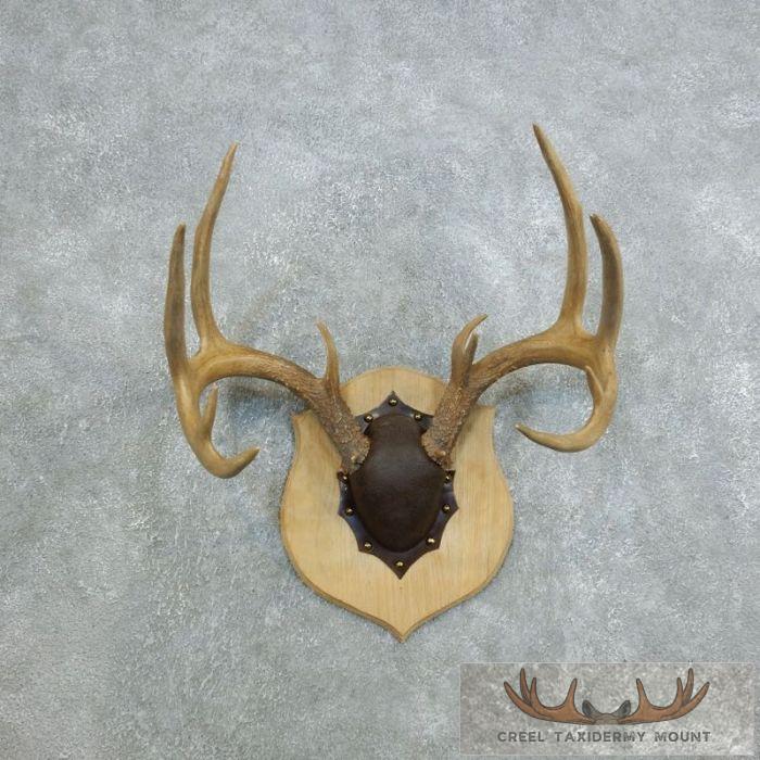 Whitetail Deer Antler Plaque Taxidermy Mount For Sale