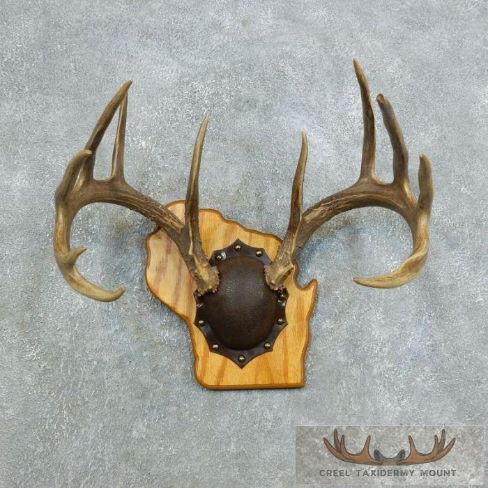 Whitetail Deer Antler Plaque Taxidermy Mount For Sale