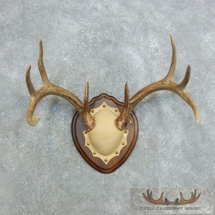 Whitetail Deer Antler Plaque Taxidermy Mount For Sale