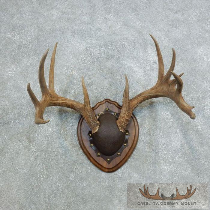 Whitetail Deer Antler Plaque Taxidermy Mount For Sale
