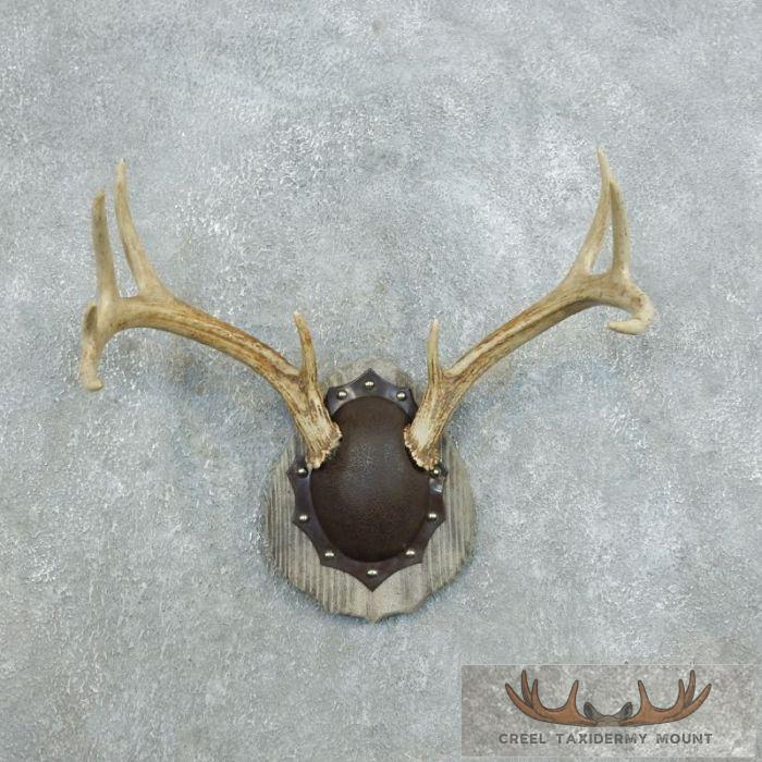 Whitetail Deer Antler Plaque Taxidermy Mount For Sale