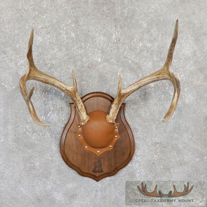 Whitetail Deer Antler Plaque Taxidermy Mount For Sale