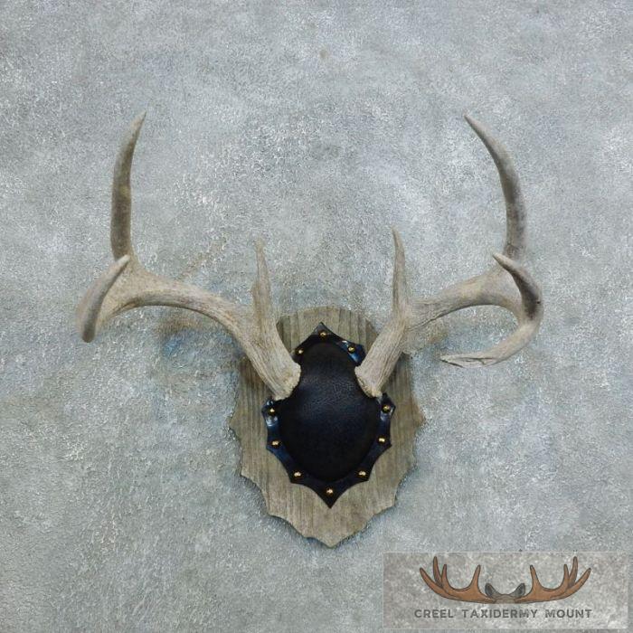 Whitetail Deer Antler Plaque Taxidermy Mount For Sale