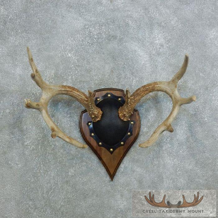 Whitetail Deer Antler Plaque Taxidermy Mount For Sale
