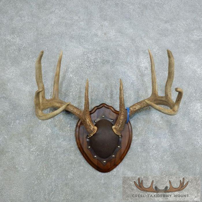 Whitetail Deer Antler Plaque Taxidermy Mount For Sale