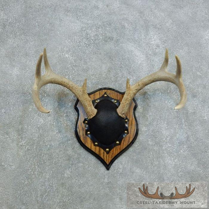 Whitetail Deer Antler Plaque Taxidermy Mount For Sale