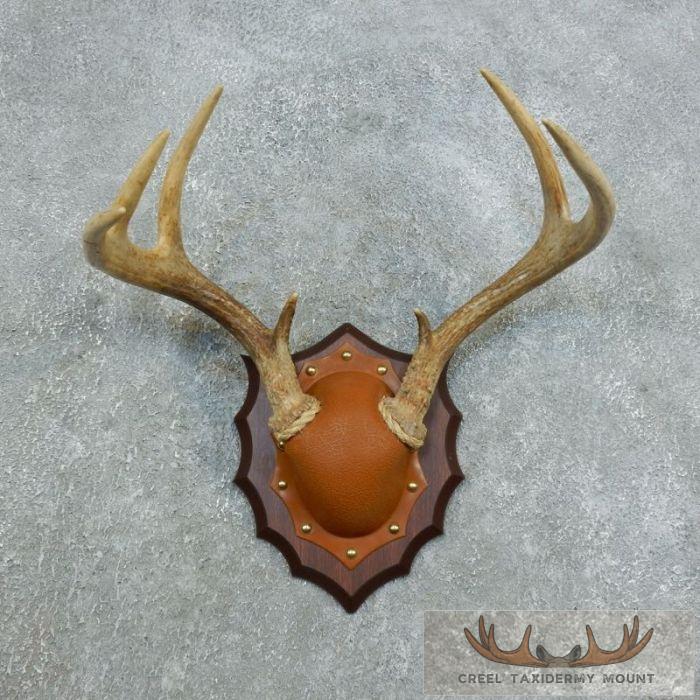 Whitetail Deer Antler Plaque Taxidermy Mount For Sale