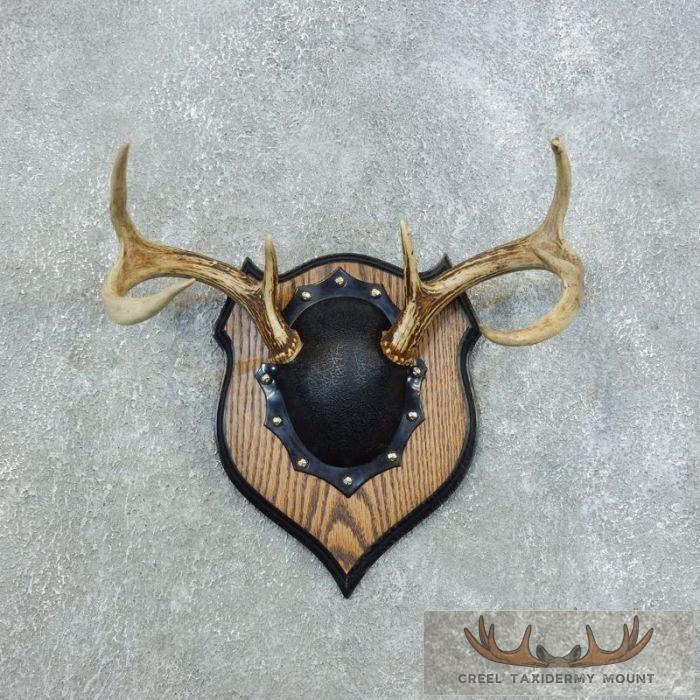 Whitetail Deer Antler Plaque Taxidermy Mount For Sale