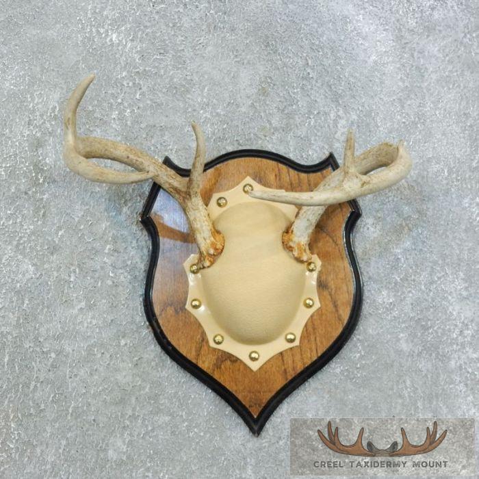 Whitetail Deer Antler Plaque Taxidermy Mount For Sale