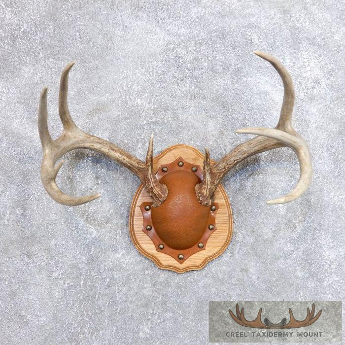 Whitetail Deer Antler Plaque Taxidermy Mount For Sale