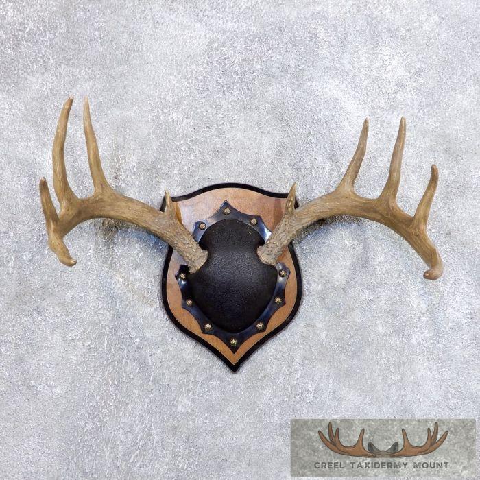 Whitetail Deer Antler Plaque Taxidermy Mount For Sale