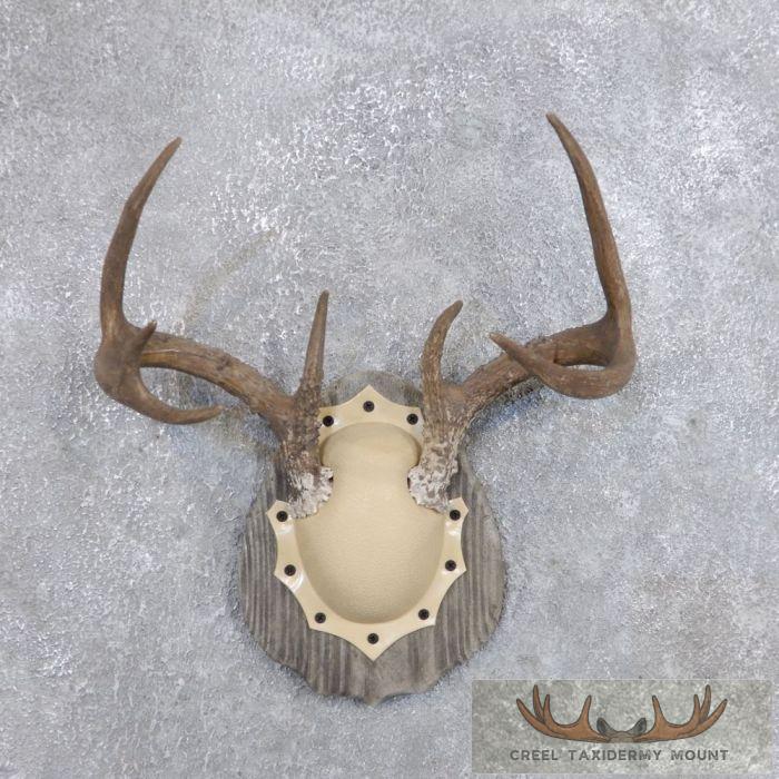 Whitetail Deer Antler Plaque Taxidermy Mount For Sale