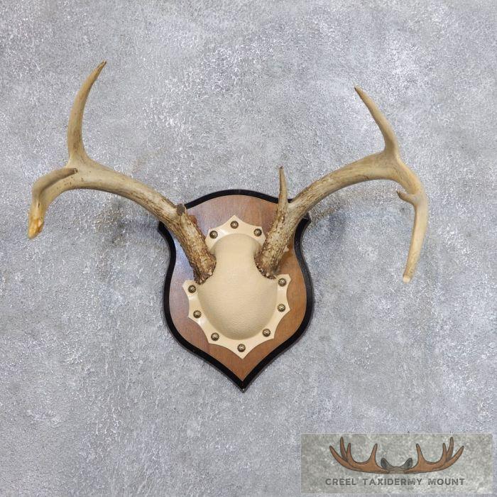 Whitetail Deer Antler Plaque Taxidermy Mount For Sale