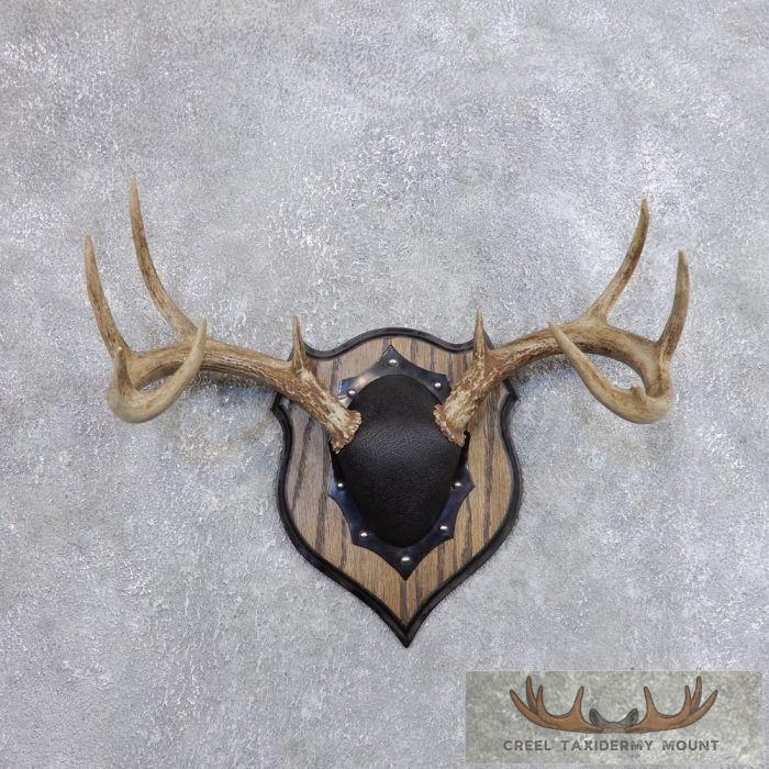 Whitetail Deer Antler Plaque Taxidermy Mount For Sale