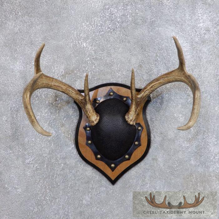 Whitetail Deer Antler Plaque Taxidermy Mount For Sale