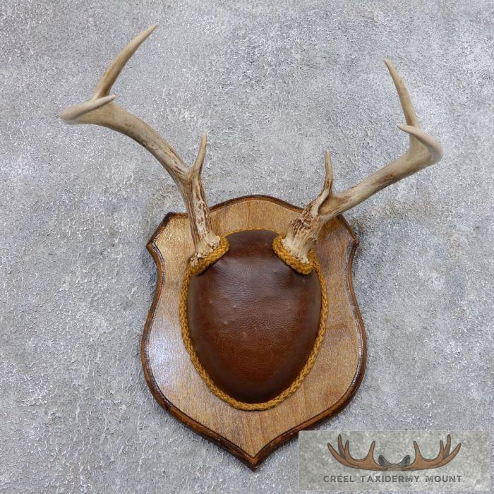 Whitetail Deer Antler Plaque Taxidermy Mount For Sale