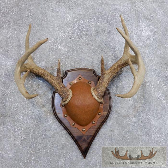 Whitetail Deer Antler Plaque Taxidermy Mount For Sale
