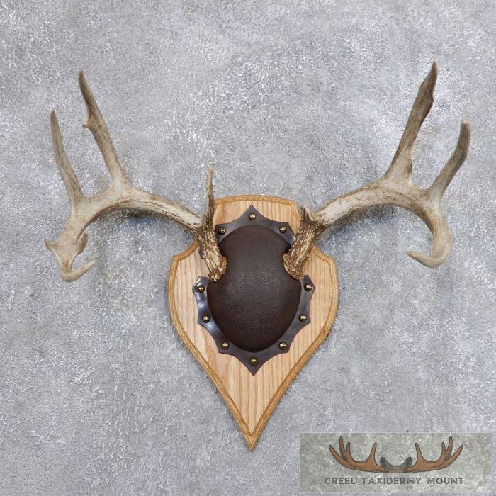 Whitetail Deer Antler Plaque Taxidermy Mount For Sale