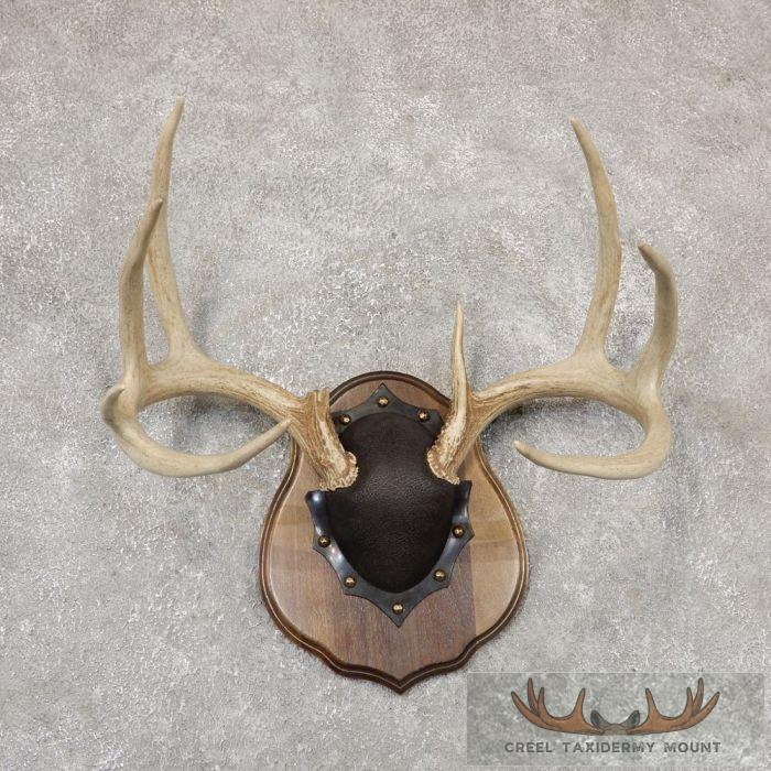 Whitetail Deer Antler Plaque Taxidermy Mount For Sale