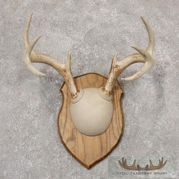 Whitetail Deer Antler Plaque Taxidermy Mount For Sale
