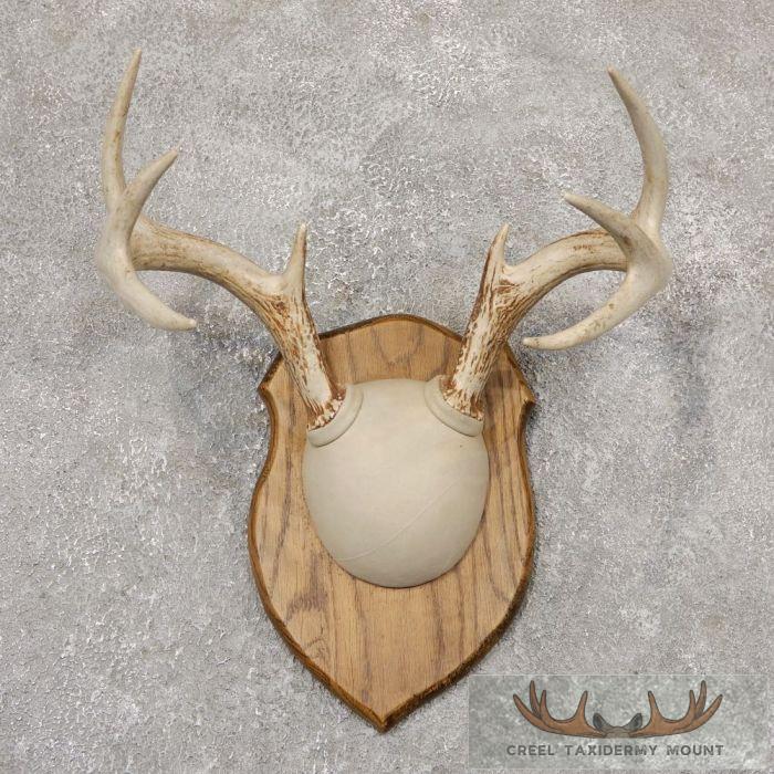 Whitetail Deer Antler Plaque Taxidermy Mount For Sale