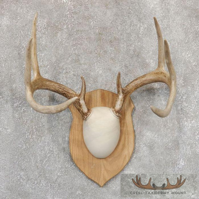 Whitetail Deer Antler Plaque Taxidermy Mount For Sale