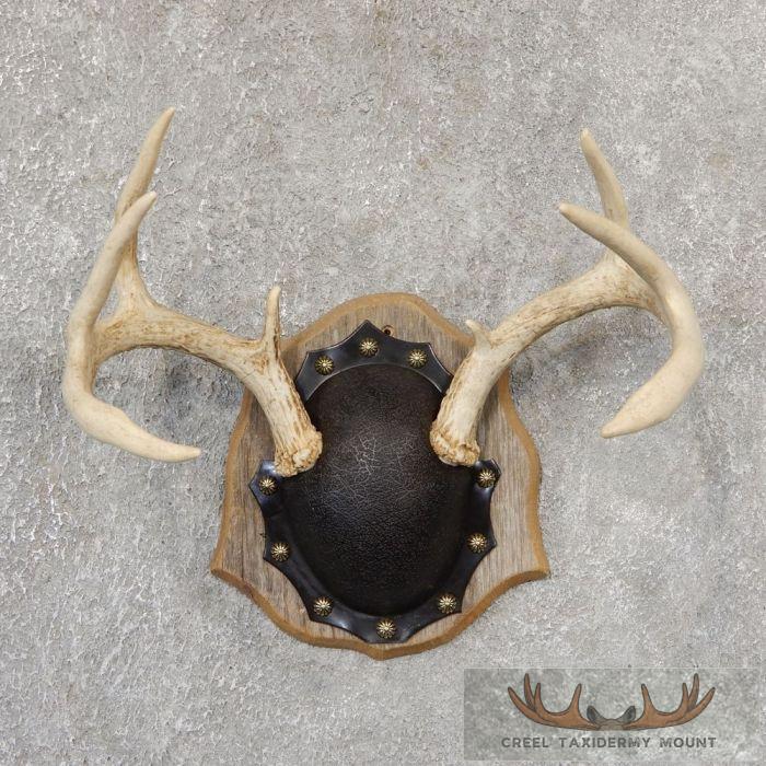Whitetail Deer Antler Plaque Taxidermy Mount For Sale