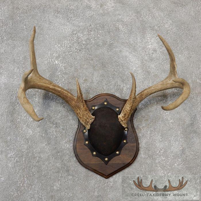 Whitetail Deer Antler Plaque Taxidermy Mount For Sale