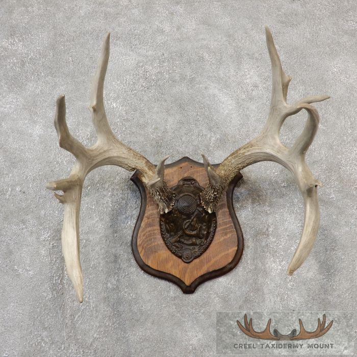 Whitetail Deer Antler Plaque Taxidermy Mount For Sale