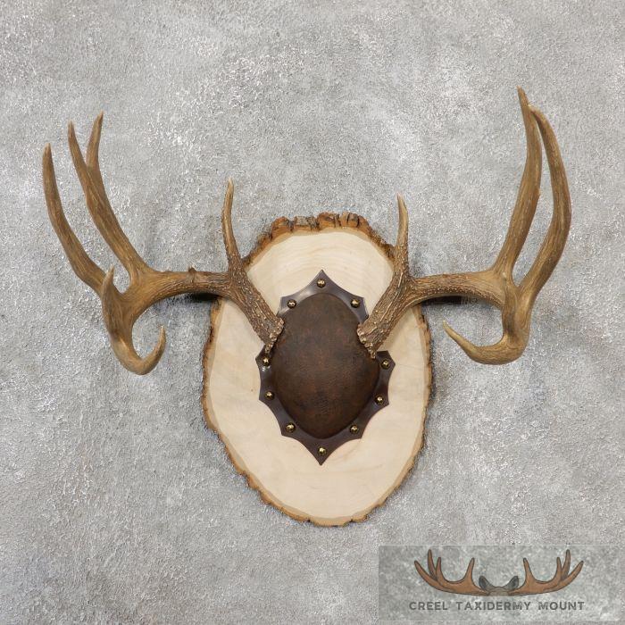 Whitetail Deer Antler Plaque Taxidermy Mount For Sale