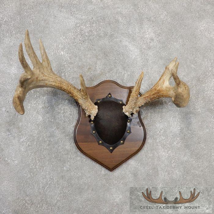 Whitetail Deer Antler Plaque Taxidermy Mount For Sale