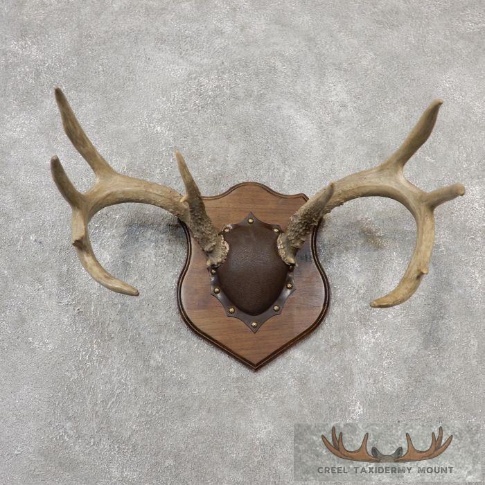 Whitetail Deer Antler Plaque Taxidermy Mount For Sale