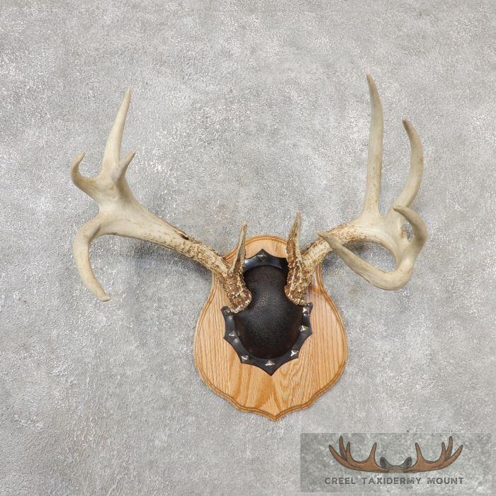 Whitetail Deer Antler Plaque Taxidermy Mount For Sale