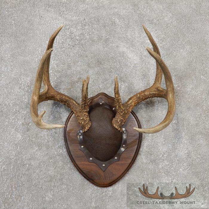 Whitetail Deer Antler Plaque Taxidermy Mount For Sale