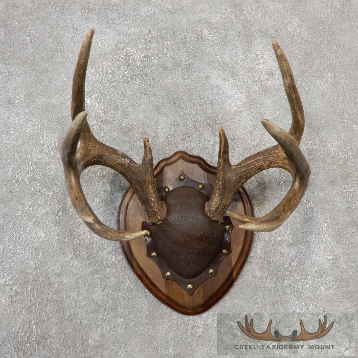 Whitetail Deer Antler Plaque Taxidermy Mount For Sale