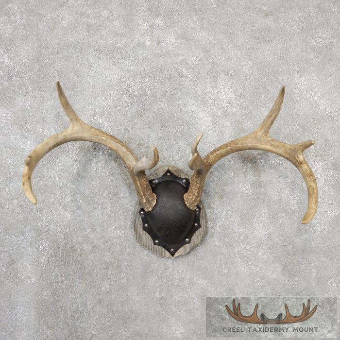 Whitetail Deer Antler Plaque Taxidermy Mount For Sale
