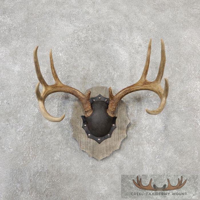 Whitetail Deer Antler Plaque Taxidermy Mount For Sale