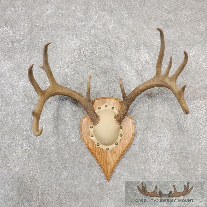 Whitetail Deer Antler Plaque Taxidermy Mount For Sale
