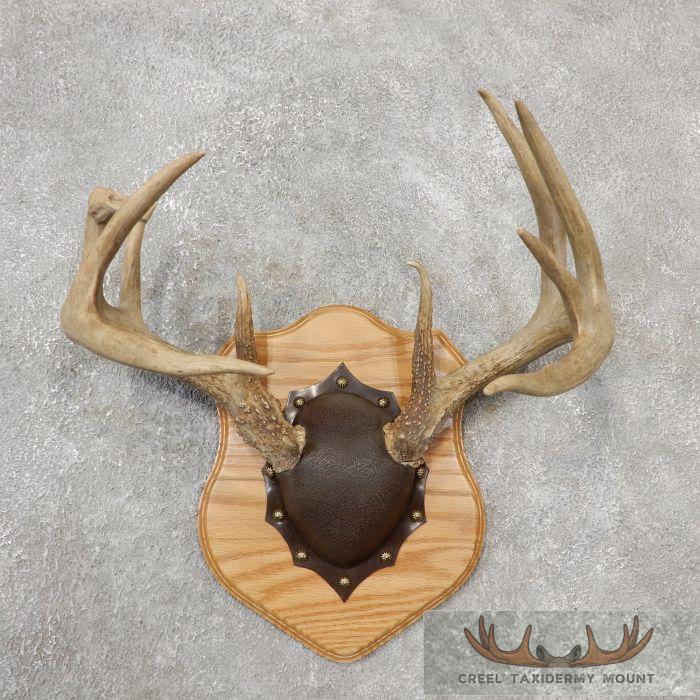 Whitetail Deer Antler Plaque Taxidermy Mount For Sale