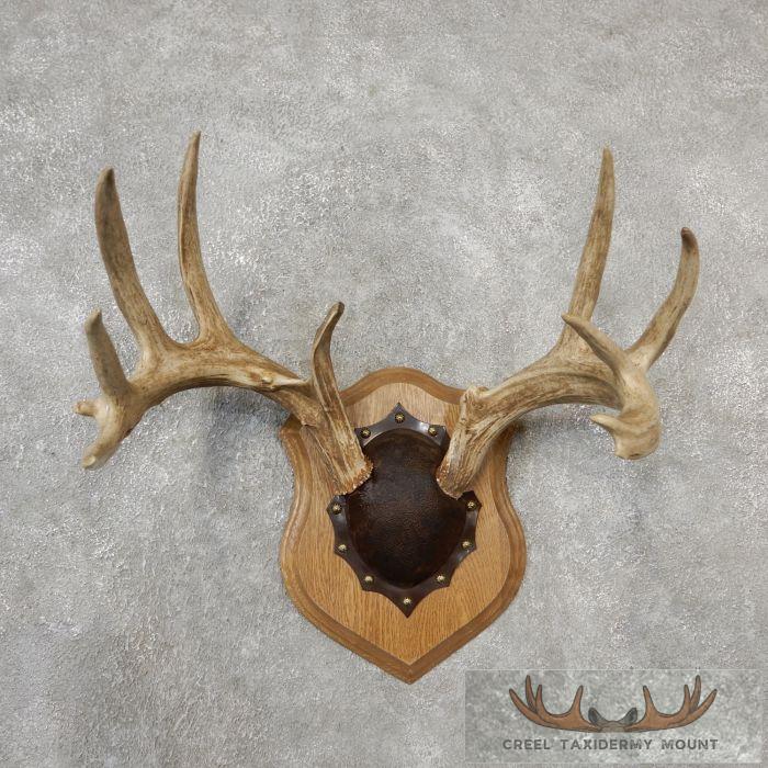Whitetail Deer Antler Plaque Taxidermy Mount For Sale