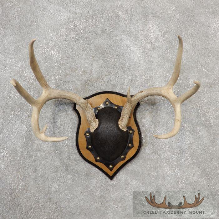 Whitetail Deer Antler Plaque Taxidermy Mount For Sale
