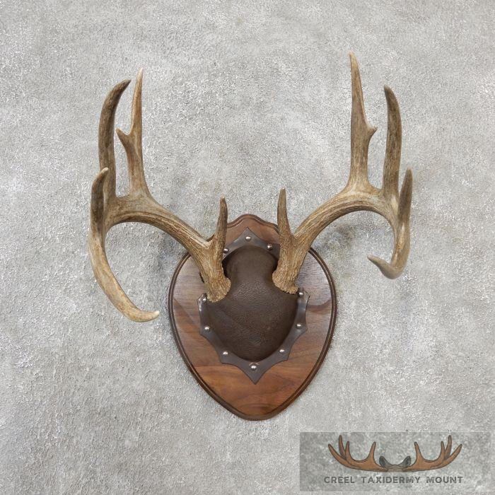 Whitetail Deer Antler Plaque Taxidermy Mount For Sale