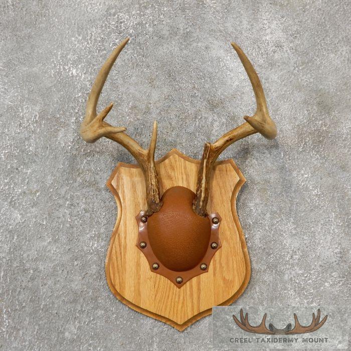 Whitetail Deer Antler Plaque Taxidermy Mount For Sale
