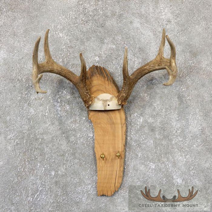 Whitetail Deer Antler Plaque Taxidermy Mount For Sale