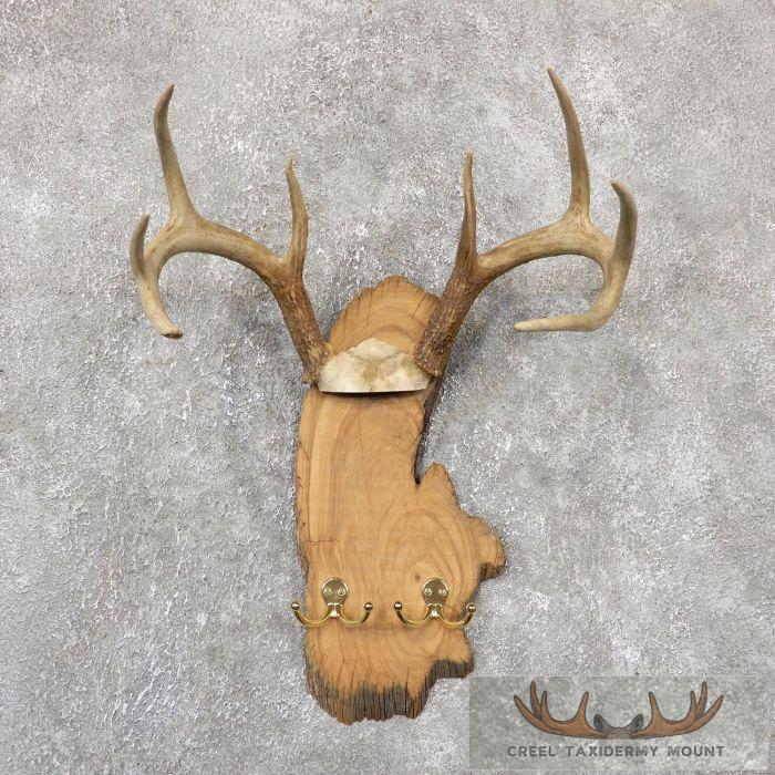 Whitetail Deer Antler Plaque Taxidermy Mount For Sale