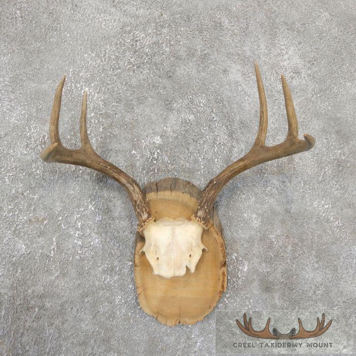 Whitetail Deer Antler Plaque Taxidermy Mount For Sale