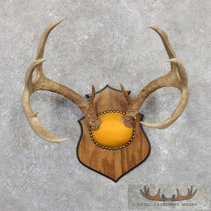Whitetail Deer Antler Plaque Taxidermy Mount For Sale