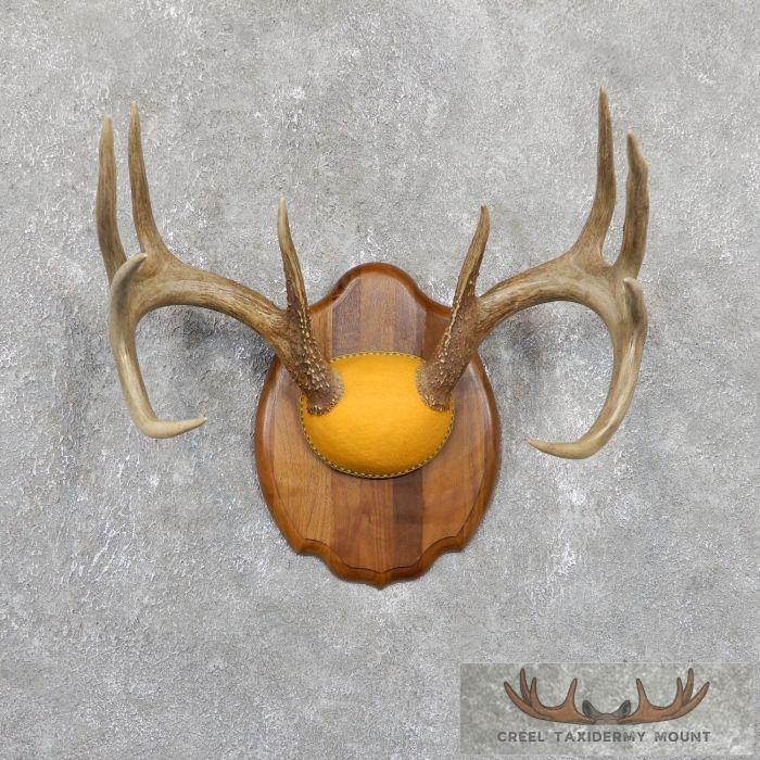 Whitetail Deer Antler Plaque Taxidermy Mount For Sale