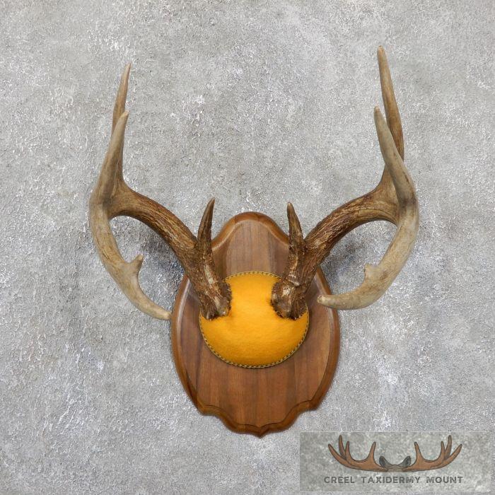 Whitetail Deer Antler Plaque Taxidermy Mount For Sale